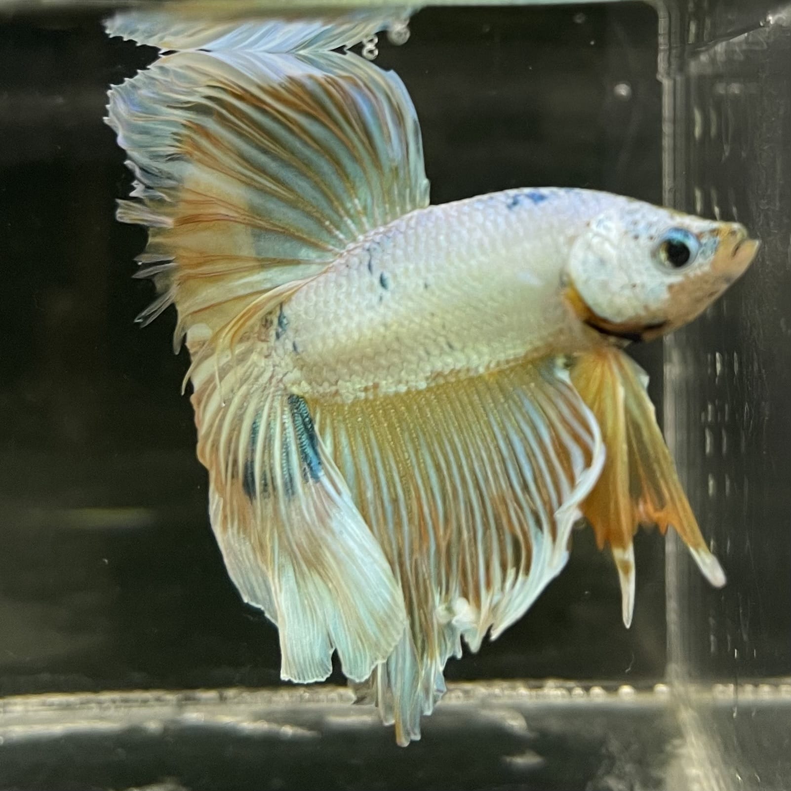 the-fish-farm Male Betta Male Betta - One Only - 14 Choose your favourite Male Betta from The Fish Farm Australia
