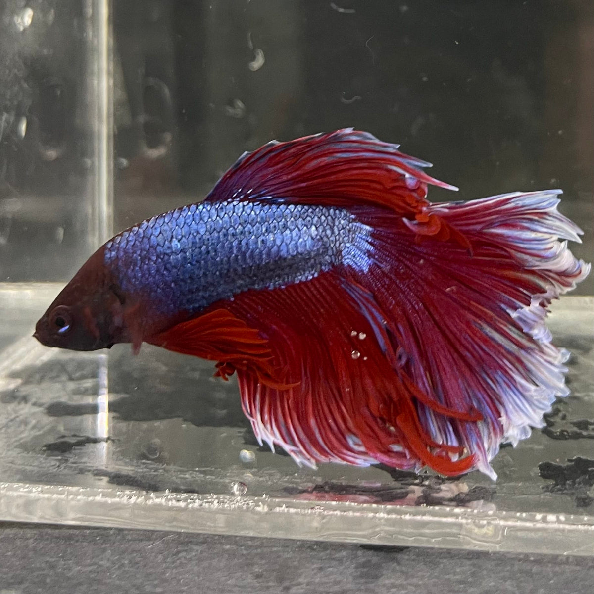 the-fish-farm Male Betta Male Betta - One Only - 14 Choose your favourite Male Betta from The Fish Farm Australia