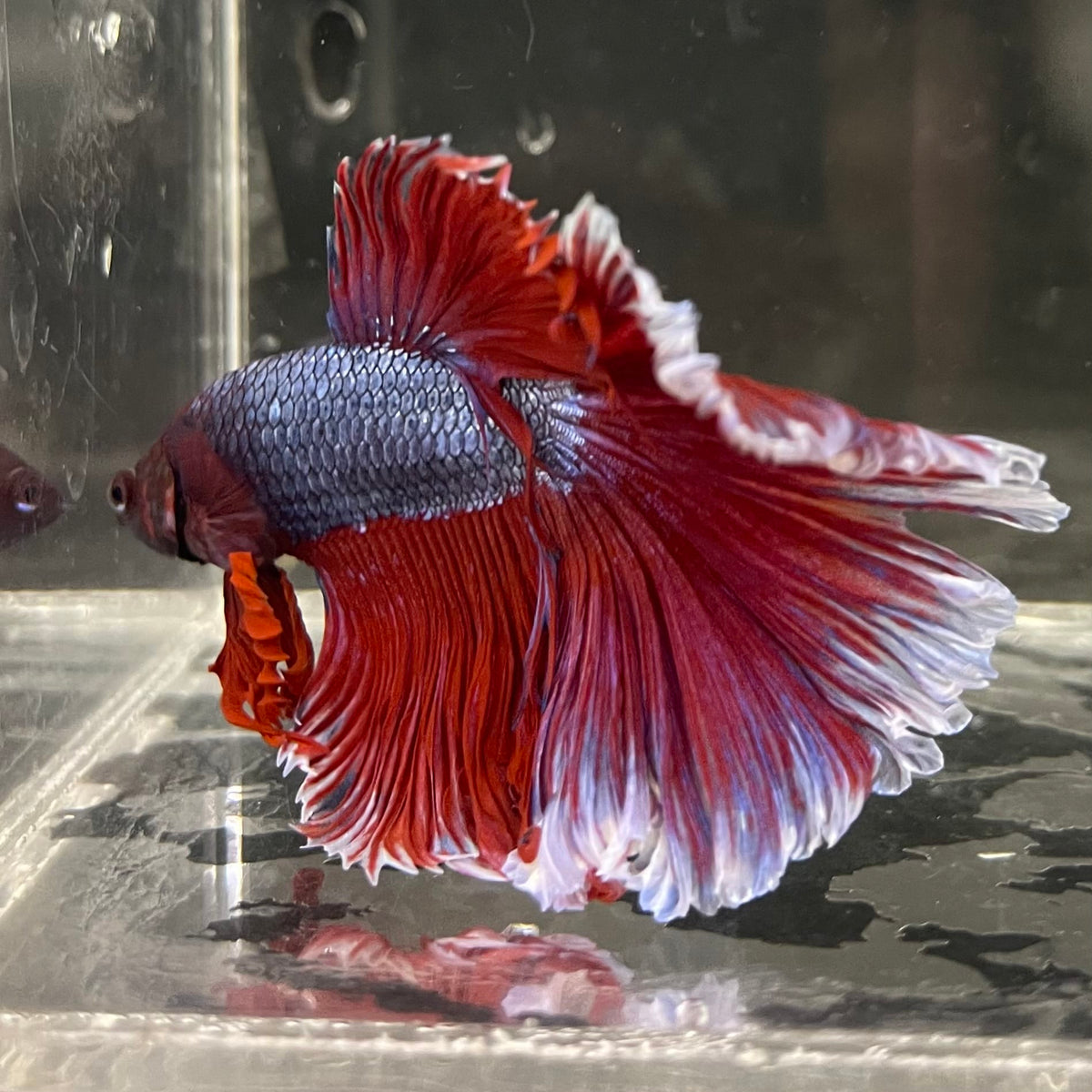 the-fish-farm Male Betta Male Betta - One Only - 14 Choose your favourite Male Betta from The Fish Farm Australia