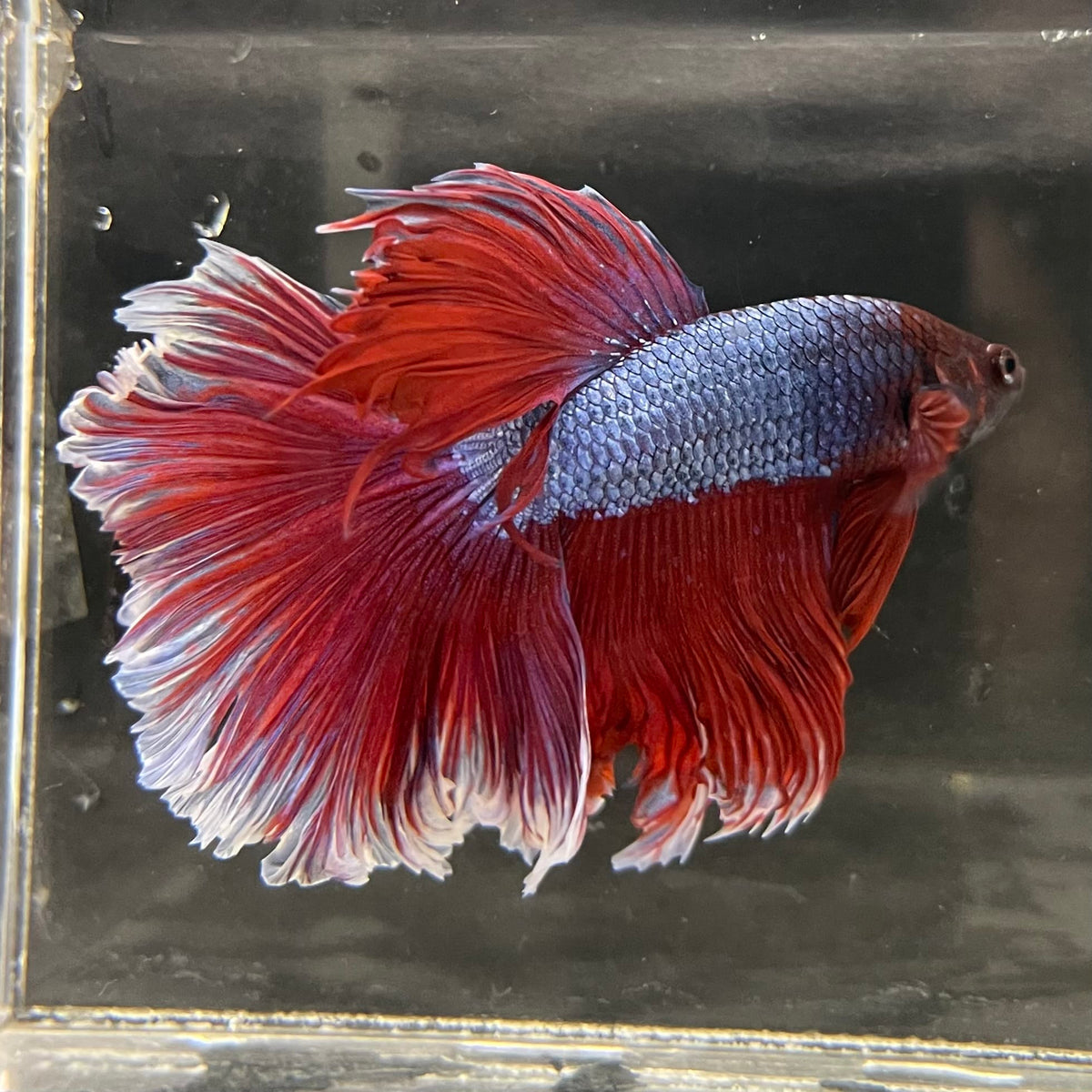 the-fish-farm Male Betta Male Betta - One Only - 14 Choose your favourite Male Betta from The Fish Farm Australia