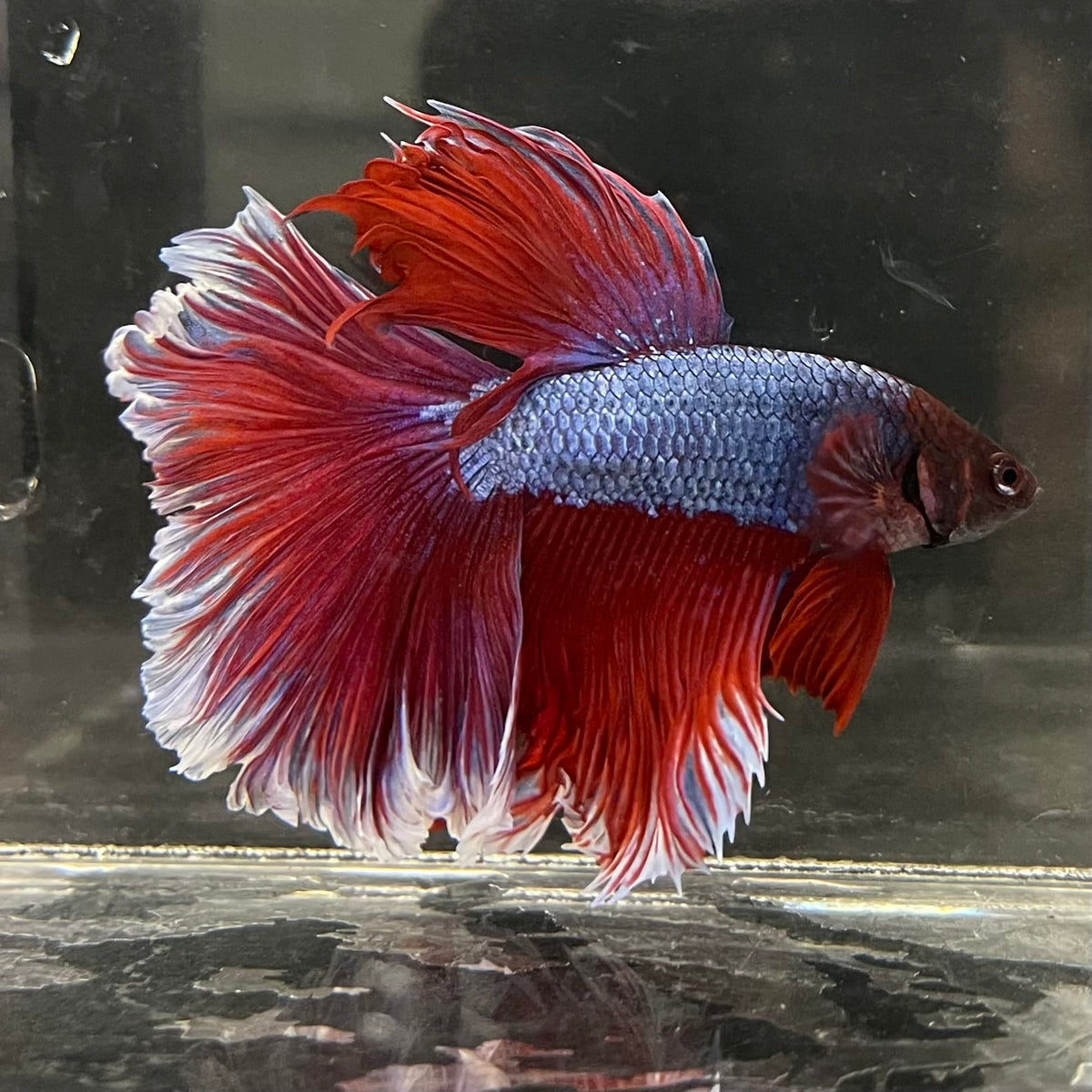 the-fish-farm Male Betta Male Betta - One Only - 14 Choose your favourite Male Betta from The Fish Farm Australia