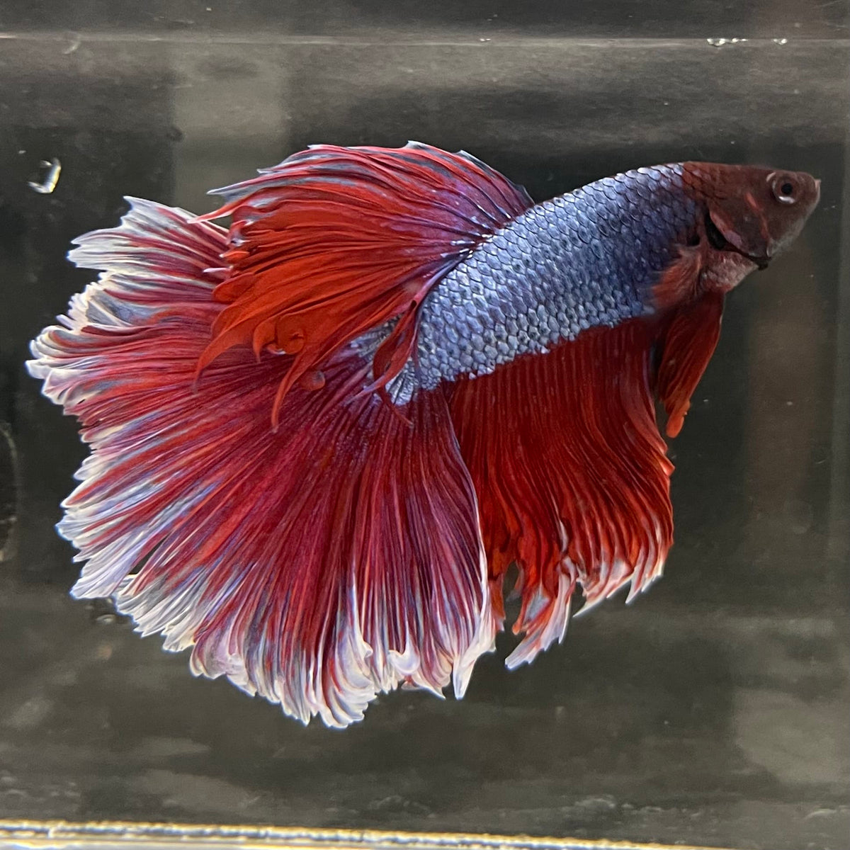 the-fish-farm Male Betta Male Betta - One Only - 14 Choose your favourite Male Betta from The Fish Farm Australia
