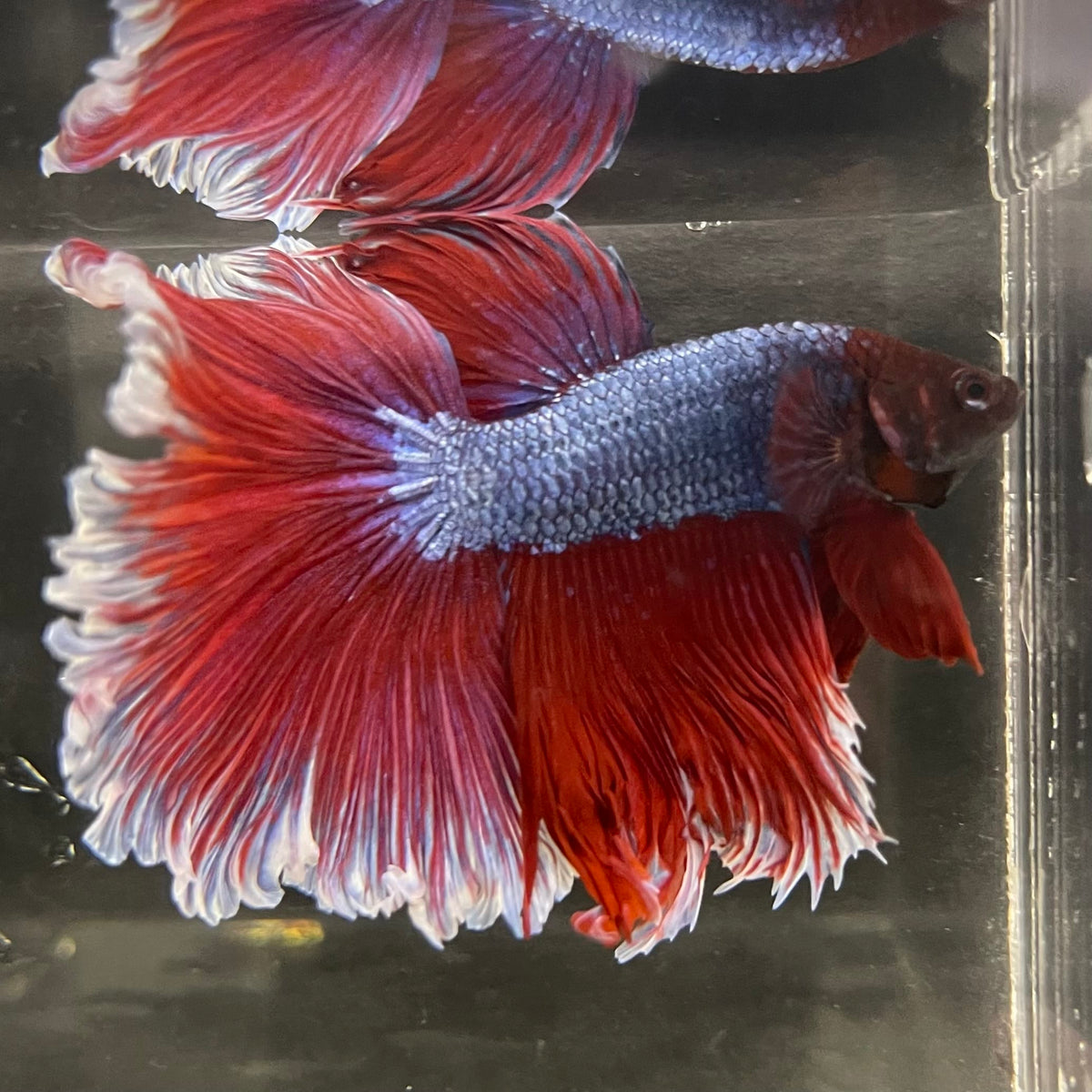 the-fish-farm Male Betta Male Betta - One Only - 14 Choose your favourite Male Betta from The Fish Farm Australia