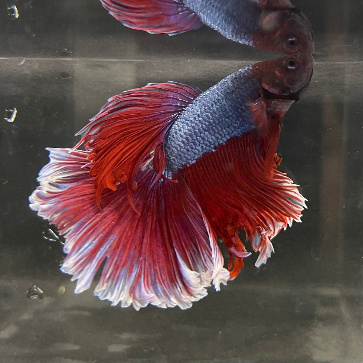 the-fish-farm Male Betta Male Betta - One Only - 14 Choose your favourite Male Betta from The Fish Farm Australia