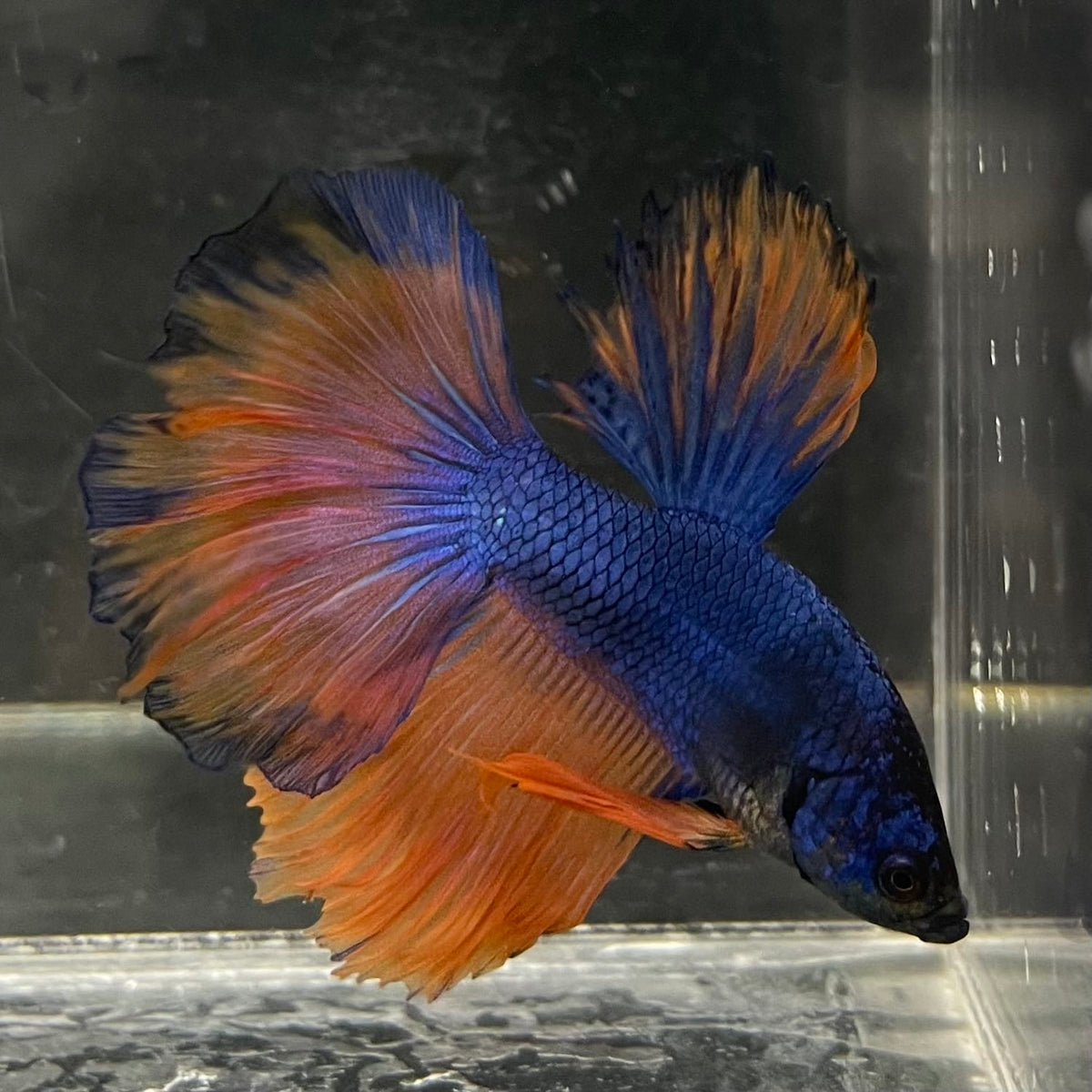 the-fish-farm Male Betta Male Betta - One Only - 14 Choose your favourite Male Betta from The Fish Farm Australia
