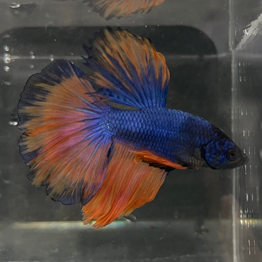 the-fish-farm Male Betta Male Betta - One Only - 14 Choose your favourite Male Betta from The Fish Farm Australia