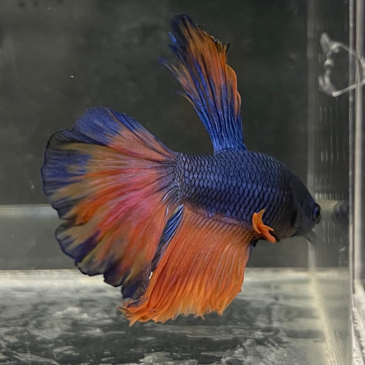 the-fish-farm Male Betta Male Betta - One Only - 14 Choose your favourite Male Betta from The Fish Farm Australia