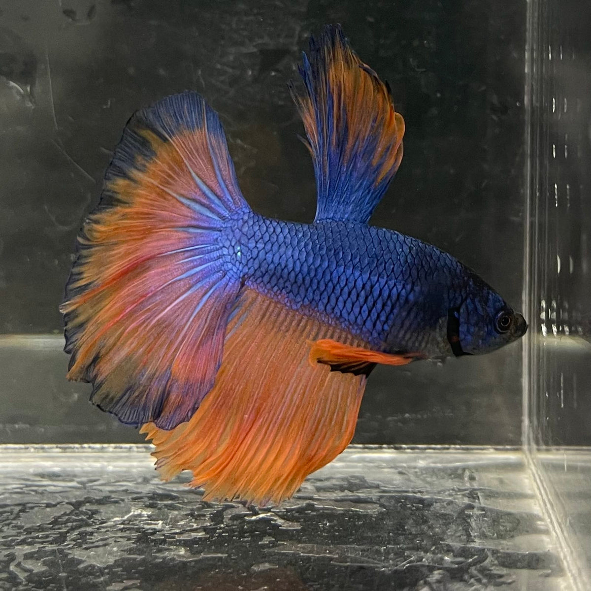 the-fish-farm Male Betta Male Betta - One Only - 14 Choose your favourite Male Betta from The Fish Farm Australia