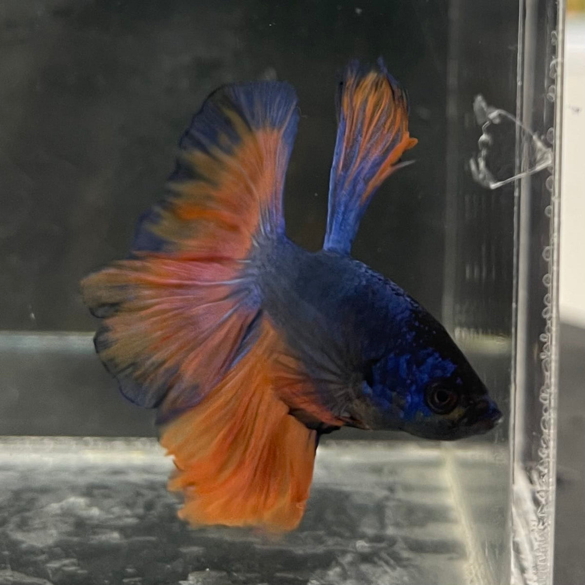 the-fish-farm Male Betta Male Betta - One Only - 14 Choose your favourite Male Betta from The Fish Farm Australia