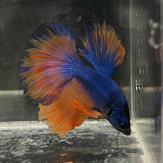 the-fish-farm Male Betta Male Betta - One Only - 14 Choose your favourite Male Betta from The Fish Farm Australia