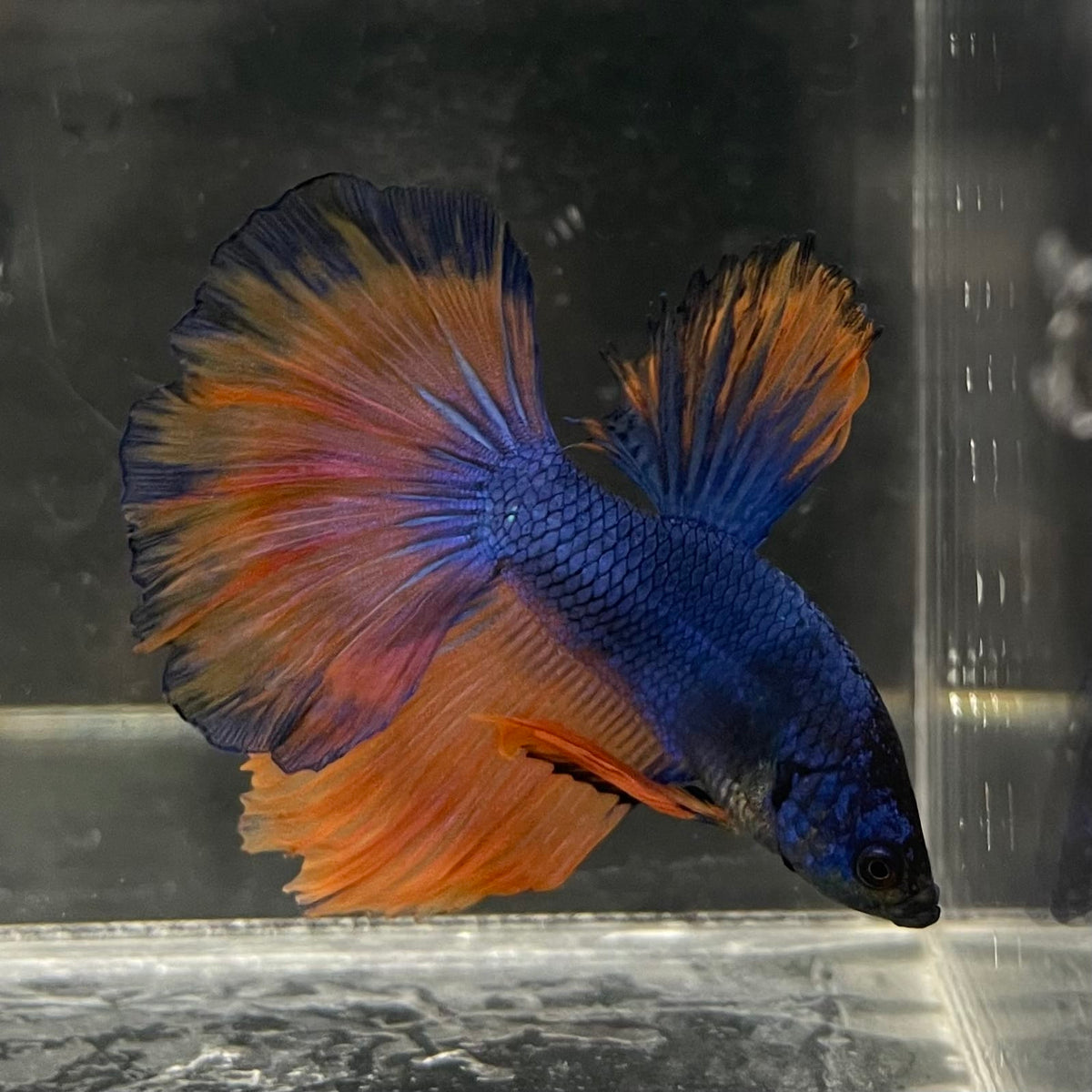 the-fish-farm Male Betta Male Betta - One Only - 14 Choose your favourite Male Betta from The Fish Farm Australia