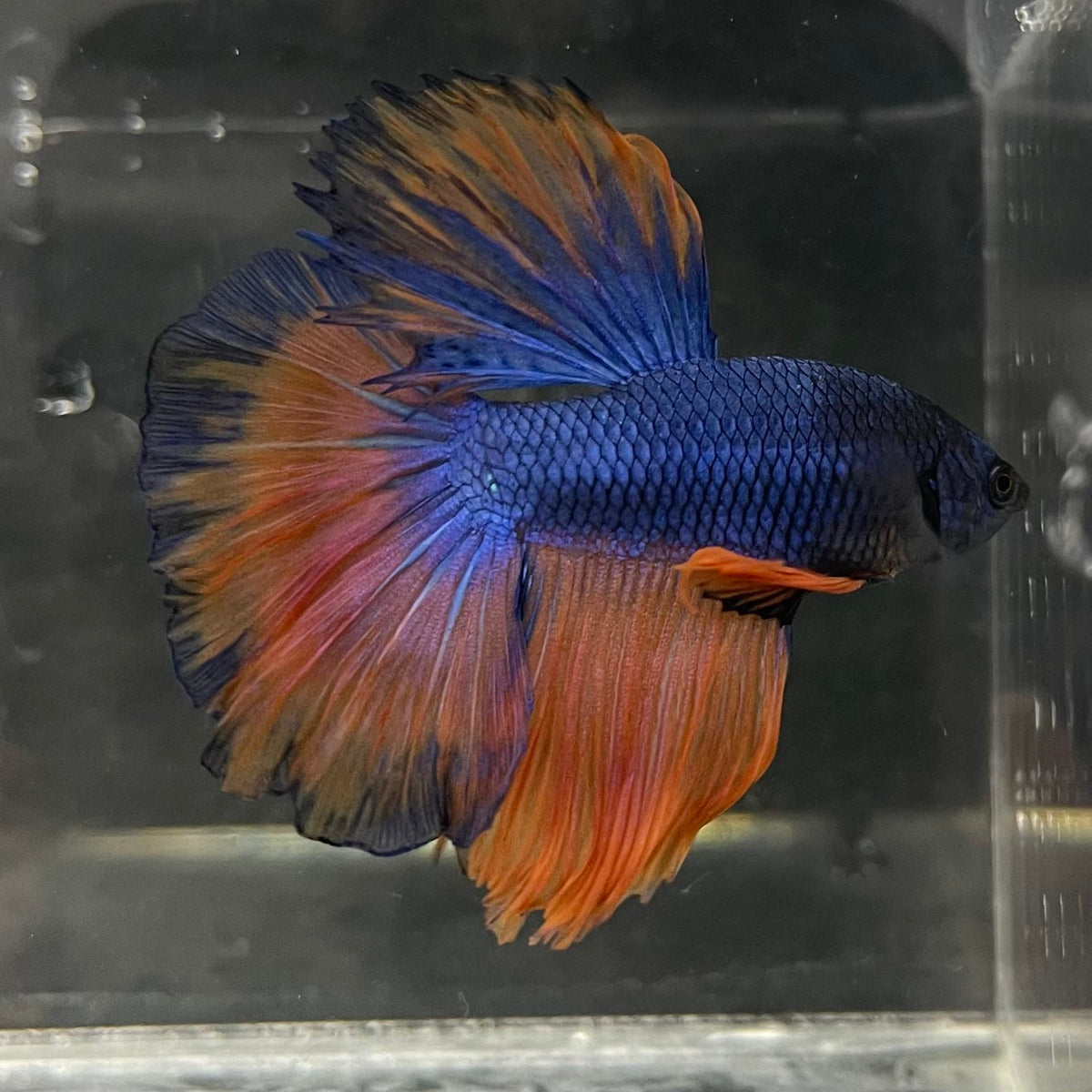 the-fish-farm Male Betta Male Betta - One Only - 14 Choose your favourite Male Betta from The Fish Farm Australia