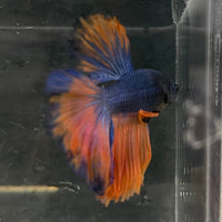 the-fish-farm Male Betta Male Betta - One Only - 14 Choose your favourite Male Betta from The Fish Farm Australia