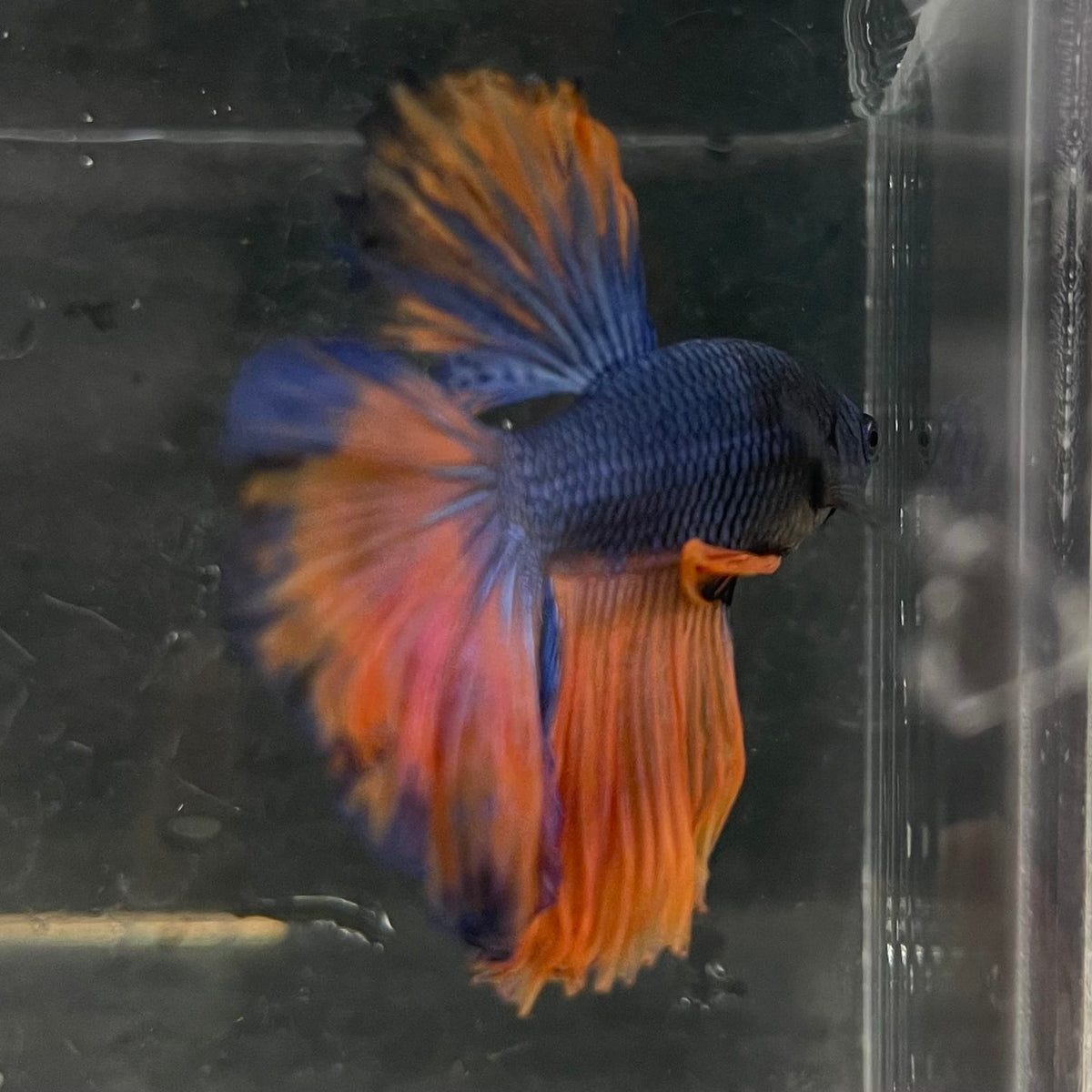 the-fish-farm Male Betta Male Betta - One Only - 14 Choose your favourite Male Betta from The Fish Farm Australia