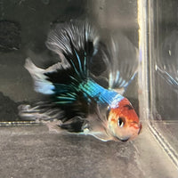 the-fish-farm Male Betta Male Betta - One Only - 14 Choose your favourite Male Betta from The Fish Farm Australia