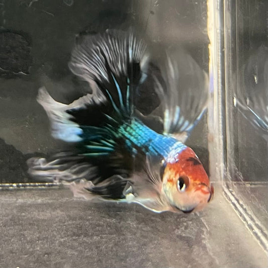 the-fish-farm Male Betta Male Betta - One Only - 14 Choose your favourite Male Betta from The Fish Farm Australia