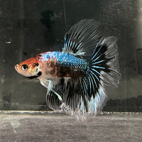 the-fish-farm Male Betta Male Betta - One Only - 14 Choose your favourite Male Betta from The Fish Farm Australia