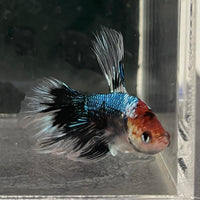 the-fish-farm Male Betta Male Betta - One Only - 14 Choose your favourite Male Betta from The Fish Farm Australia