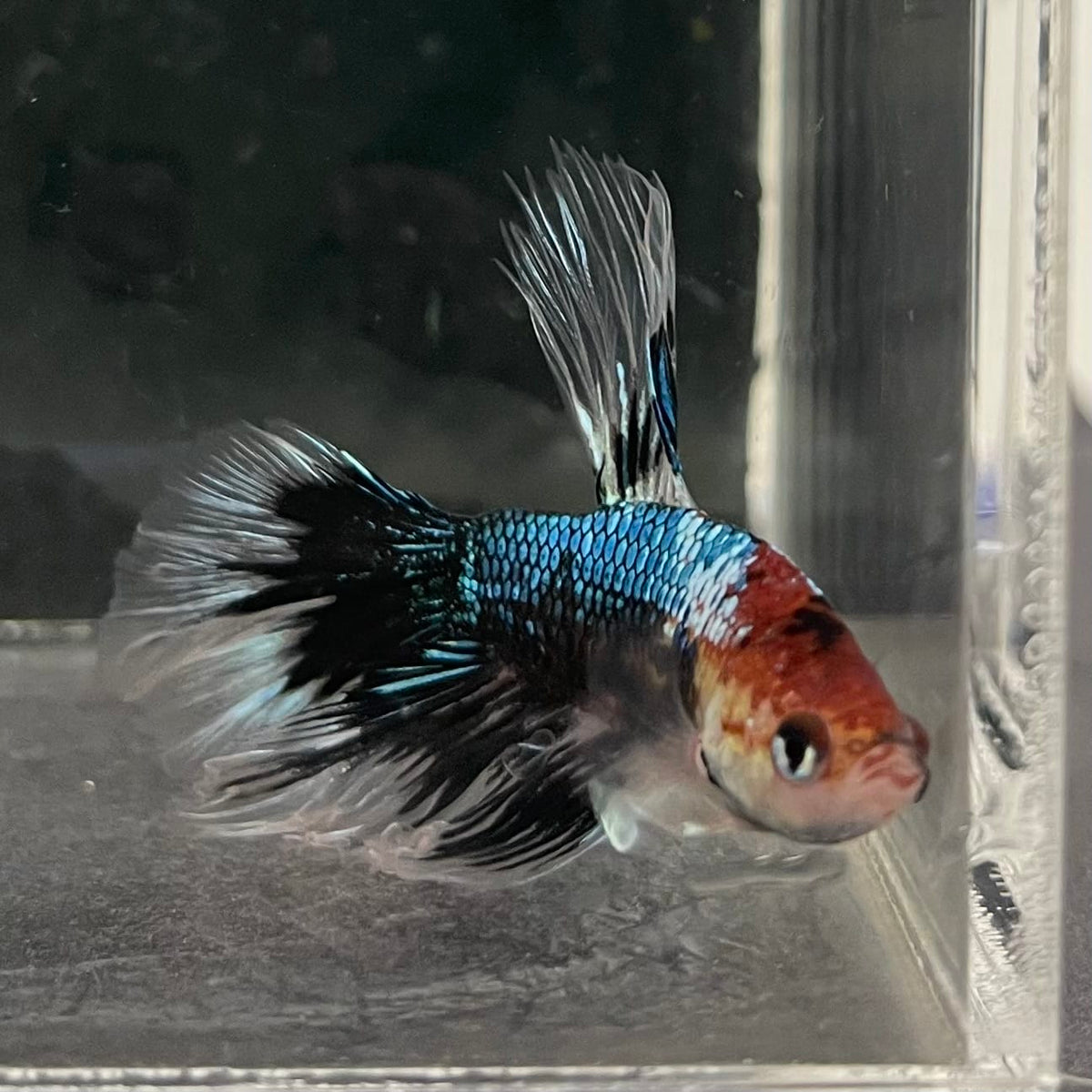 the-fish-farm Male Betta Male Betta - One Only - 14 Choose your favourite Male Betta from The Fish Farm Australia