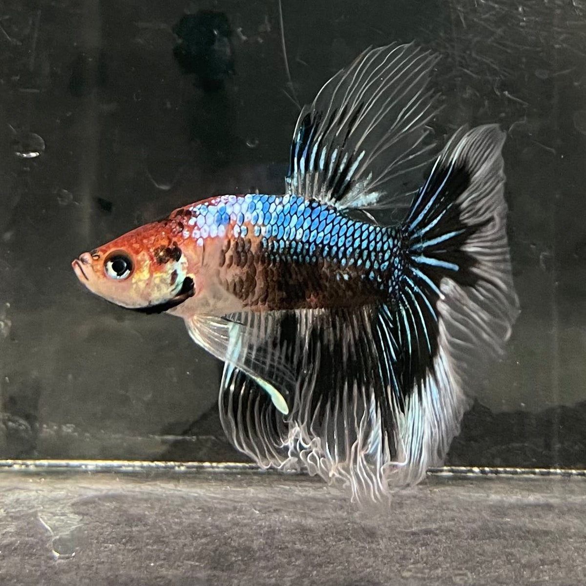 the-fish-farm Male Betta Male Betta - One Only - 14 Choose your favourite Male Betta from The Fish Farm Australia