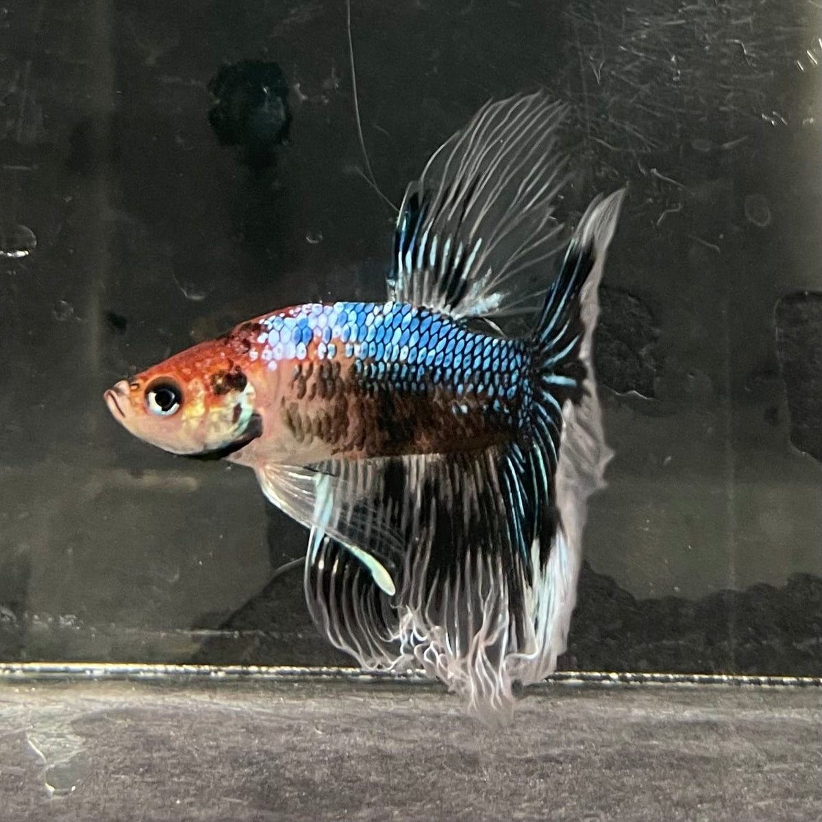the-fish-farm Male Betta Male Betta - One Only - 14 Choose your favourite Male Betta from The Fish Farm Australia