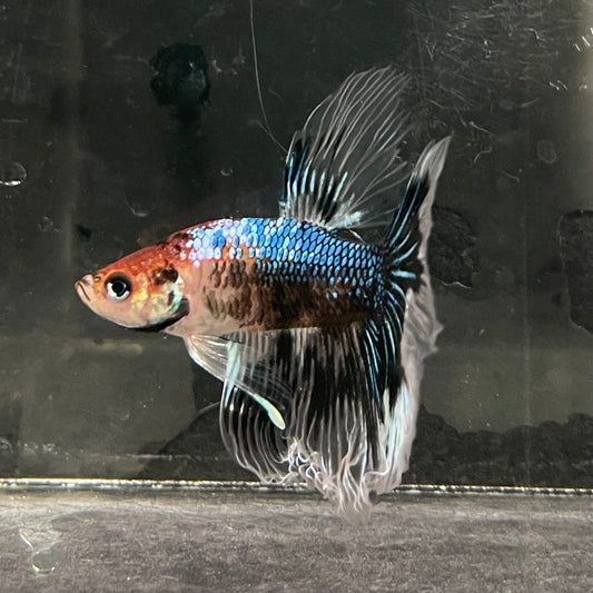 the-fish-farm Male Betta Male Betta - One Only - 14 Choose your favourite Male Betta from The Fish Farm Australia