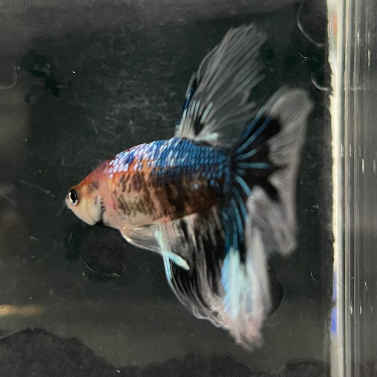 the-fish-farm Male Betta Male Betta - One Only - 14 Choose your favourite Male Betta from The Fish Farm Australia