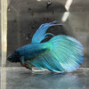 the-fish-farm Male Betta Male Betta - One Only - 15 Choose your favourite Male Betta from The Fish Farm Australia