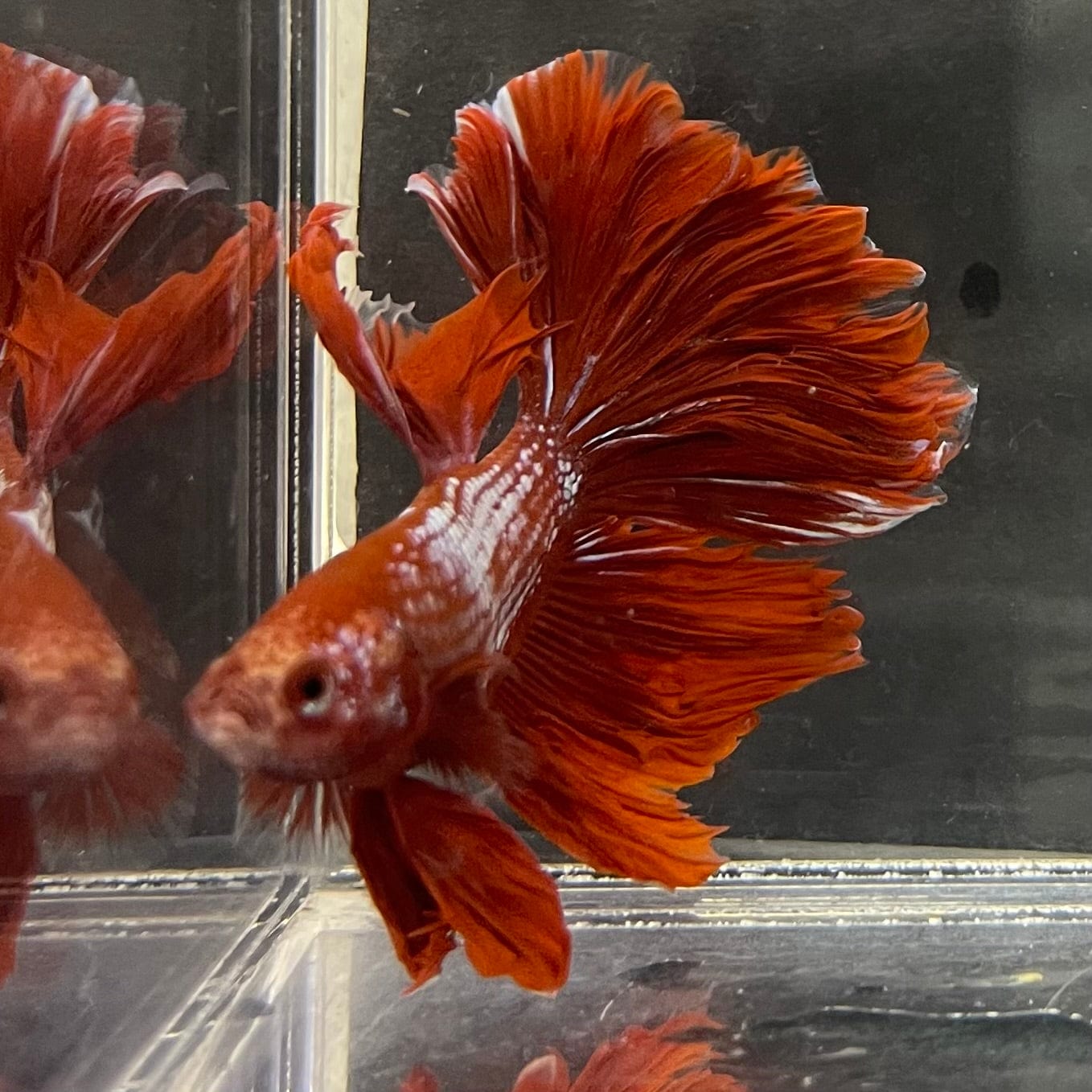 the-fish-farm Male Betta Male Betta - One Only - 15 Choose your favourite Male Betta from The Fish Farm Australia
