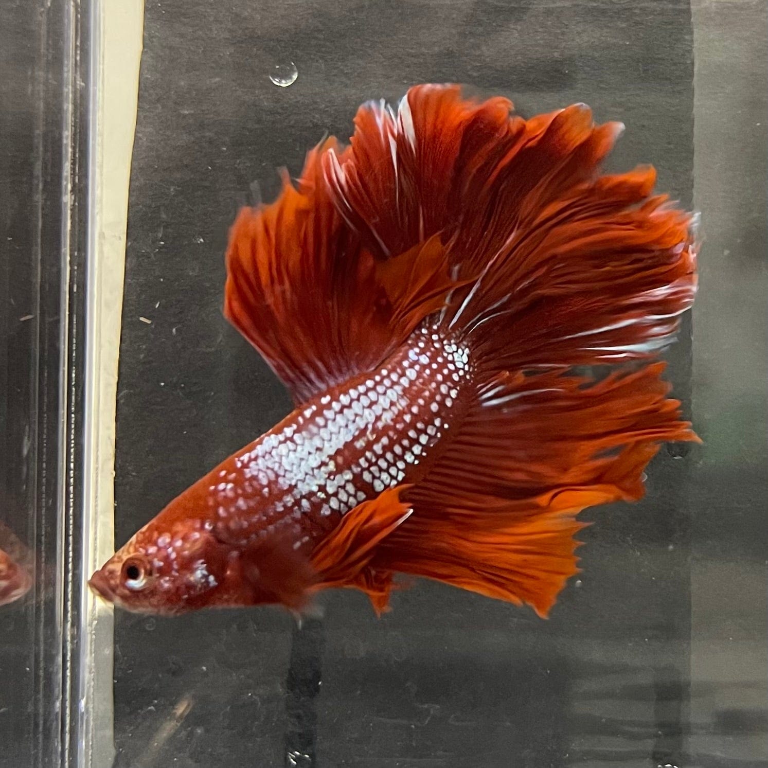 the-fish-farm Male Betta Male Betta - One Only - 15 Choose your favourite Male Betta from The Fish Farm Australia