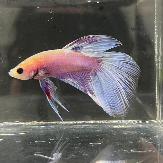 the-fish-farm Male Betta Male Betta - One Only - 15 Choose your favourite Male Betta from The Fish Farm Australia