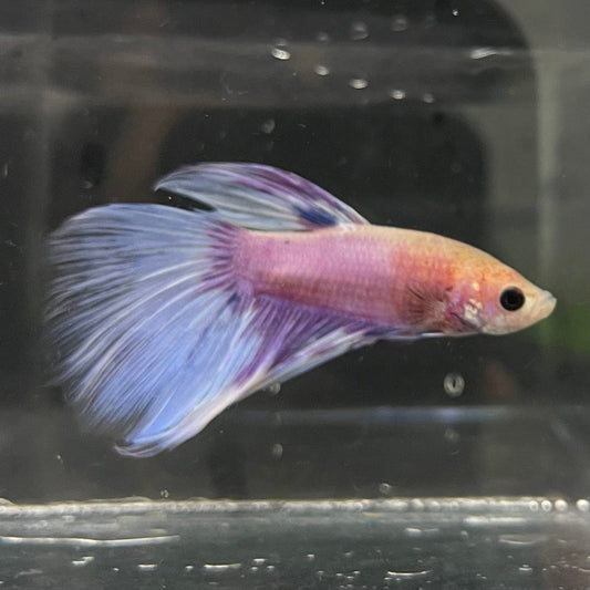 the-fish-farm Male Betta Male Betta - One Only - 15 Choose your favourite Male Betta from The Fish Farm Australia