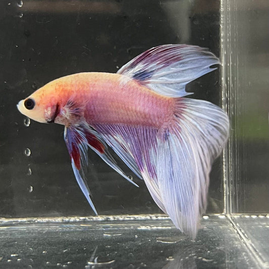 the-fish-farm Male Betta Male Betta - One Only - 15 Choose your favourite Male Betta from The Fish Farm Australia