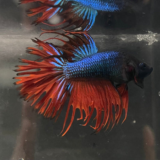 the-fish-farm Male Betta Male Betta - One Only - 15 Choose your favourite Male Betta from The Fish Farm Australia