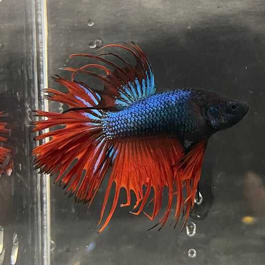 the-fish-farm Male Betta Male Betta - One Only - 15 Choose your favourite Male Betta from The Fish Farm Australia