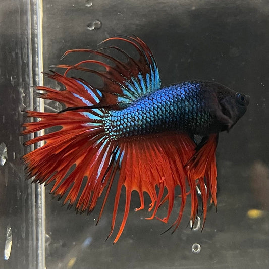 the-fish-farm Male Betta Male Betta - One Only - 15 Choose your favourite Male Betta from The Fish Farm Australia
