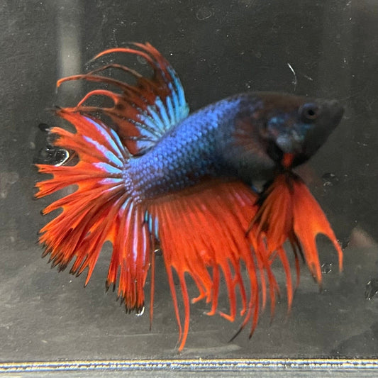 the-fish-farm Male Betta Male Betta - One Only - 15 Choose your favourite Male Betta from The Fish Farm Australia
