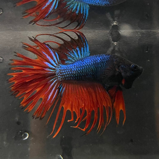 the-fish-farm Male Betta Male Betta - One Only - 15 Choose your favourite Male Betta from The Fish Farm Australia