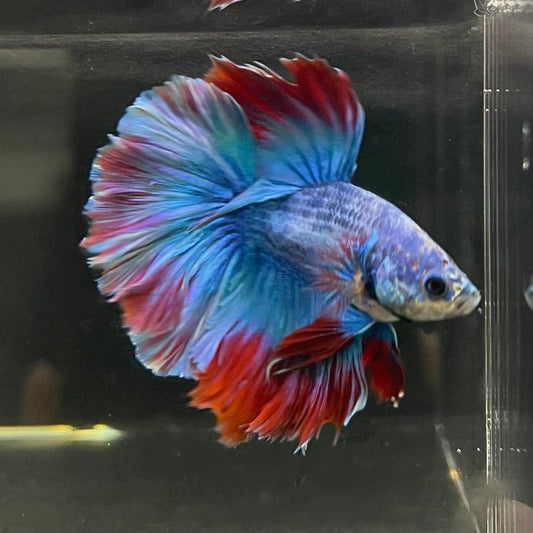 the-fish-farm Male Betta Male Betta - One Only - 15 Choose your favourite Male Betta from The Fish Farm Australia