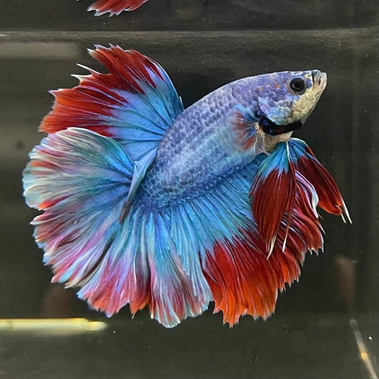 the-fish-farm Male Betta Male Betta - One Only - 15 Choose your favourite Male Betta from The Fish Farm Australia