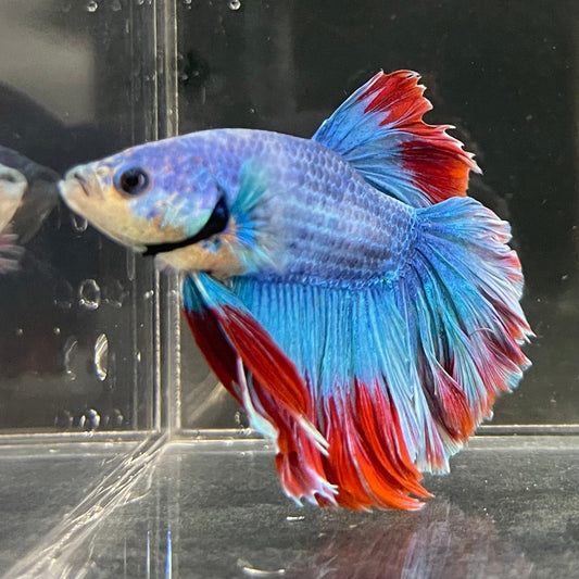 the-fish-farm Male Betta Male Betta - One Only - 15 Choose your favourite Male Betta from The Fish Farm Australia
