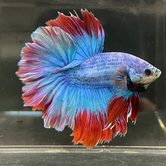 the-fish-farm Male Betta Male Betta - One Only - 15 Choose your favourite Male Betta from The Fish Farm Australia