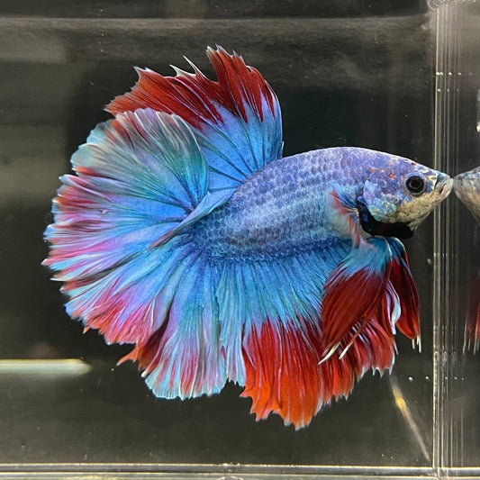 the-fish-farm Male Betta Male Betta - One Only - 15 Choose your favourite Male Betta from The Fish Farm Australia