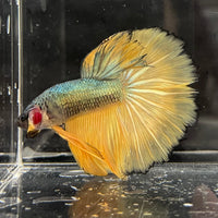 the-fish-farm Male Betta Male Betta - One Only - 15 Choose your favourite Male Betta from The Fish Farm Australia