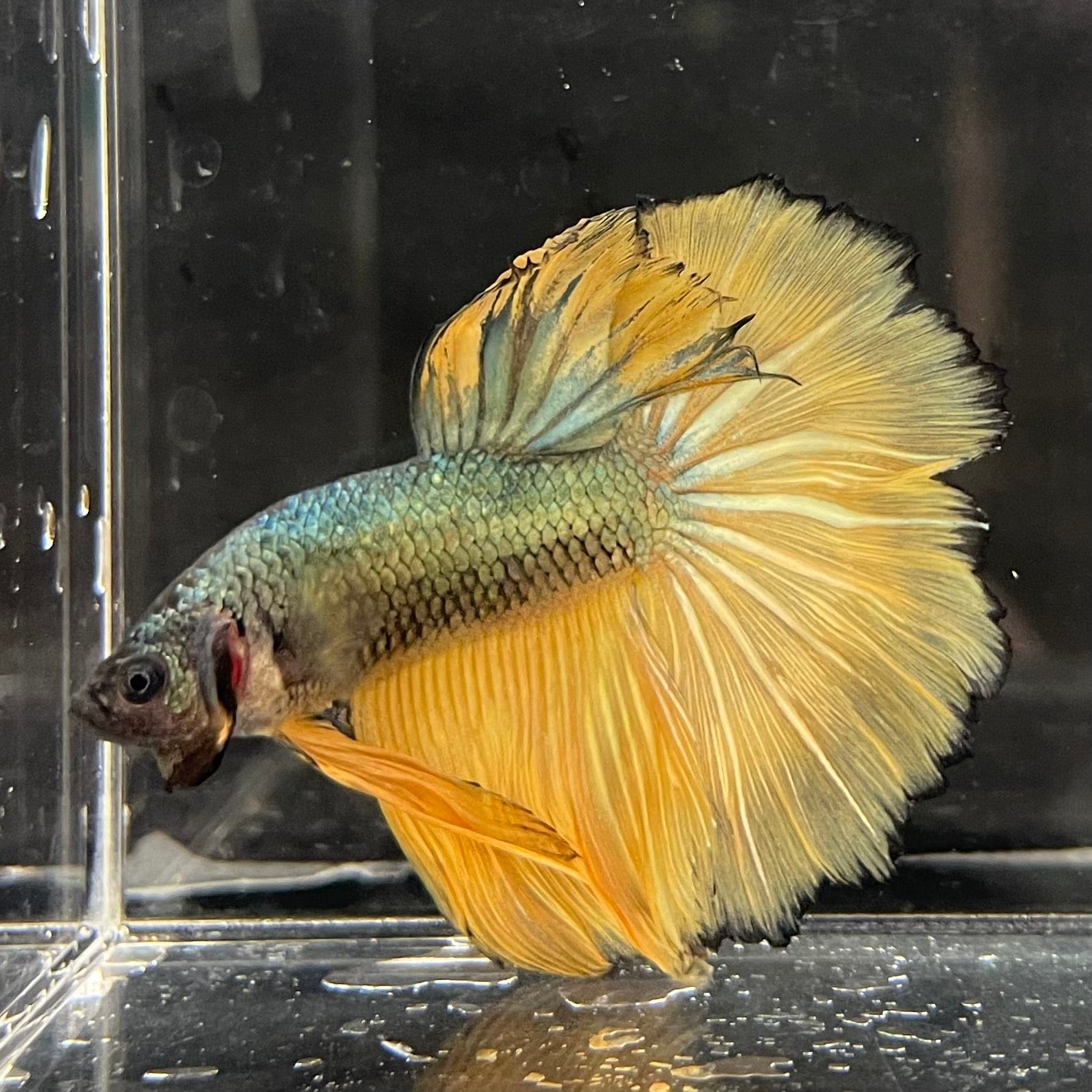 the-fish-farm Male Betta Male Betta - One Only - 15 Choose your favourite Male Betta from The Fish Farm Australia