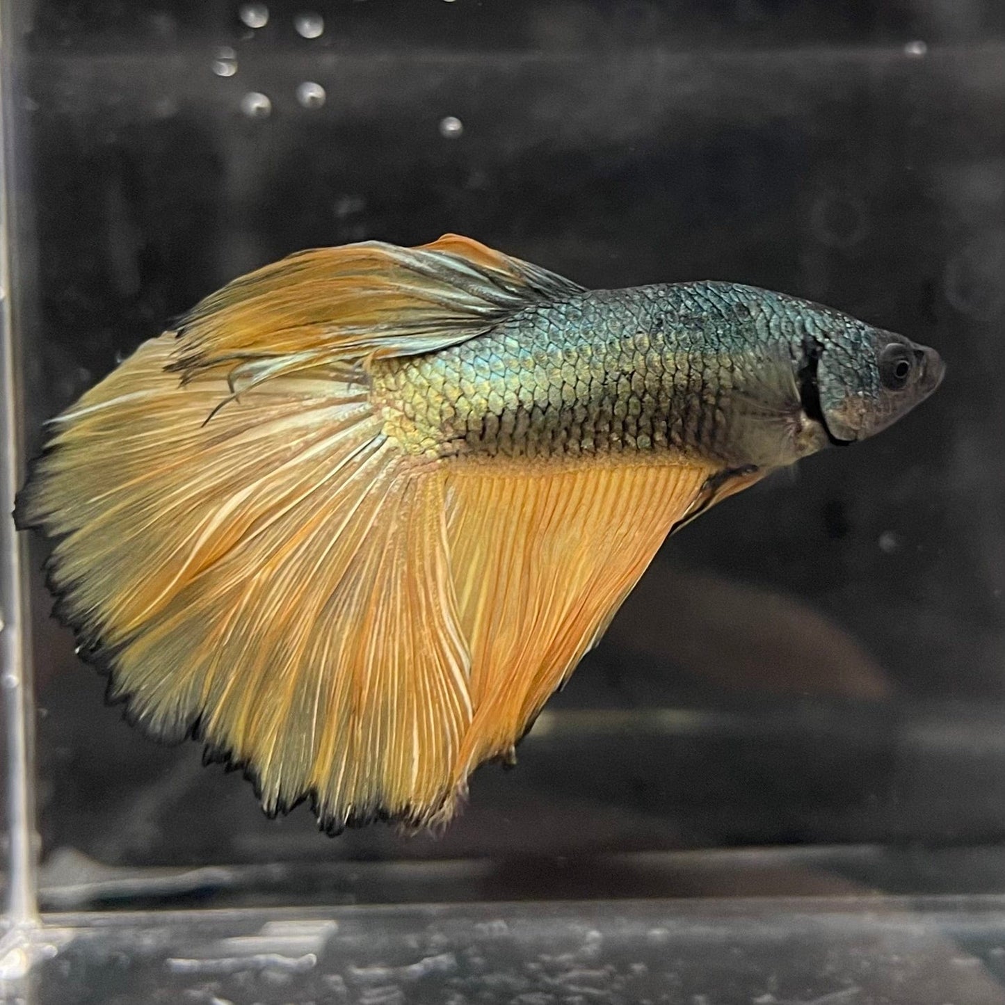 the-fish-farm Male Betta Male Betta - One Only - 15 Choose your favourite Male Betta from The Fish Farm Australia