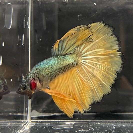 the-fish-farm Male Betta Male Betta - One Only - 15 Choose your favourite Male Betta from The Fish Farm Australia