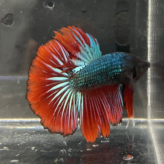 the-fish-farm Male Betta Male Betta - One Only - 15 Choose your favourite Male Betta from The Fish Farm Australia