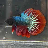 the-fish-farm Male Betta Male Betta - One Only - 15 Choose your favourite Male Betta from The Fish Farm Australia