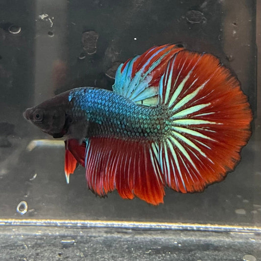 the-fish-farm Male Betta Male Betta - One Only - 15 Choose your favourite Male Betta from The Fish Farm Australia